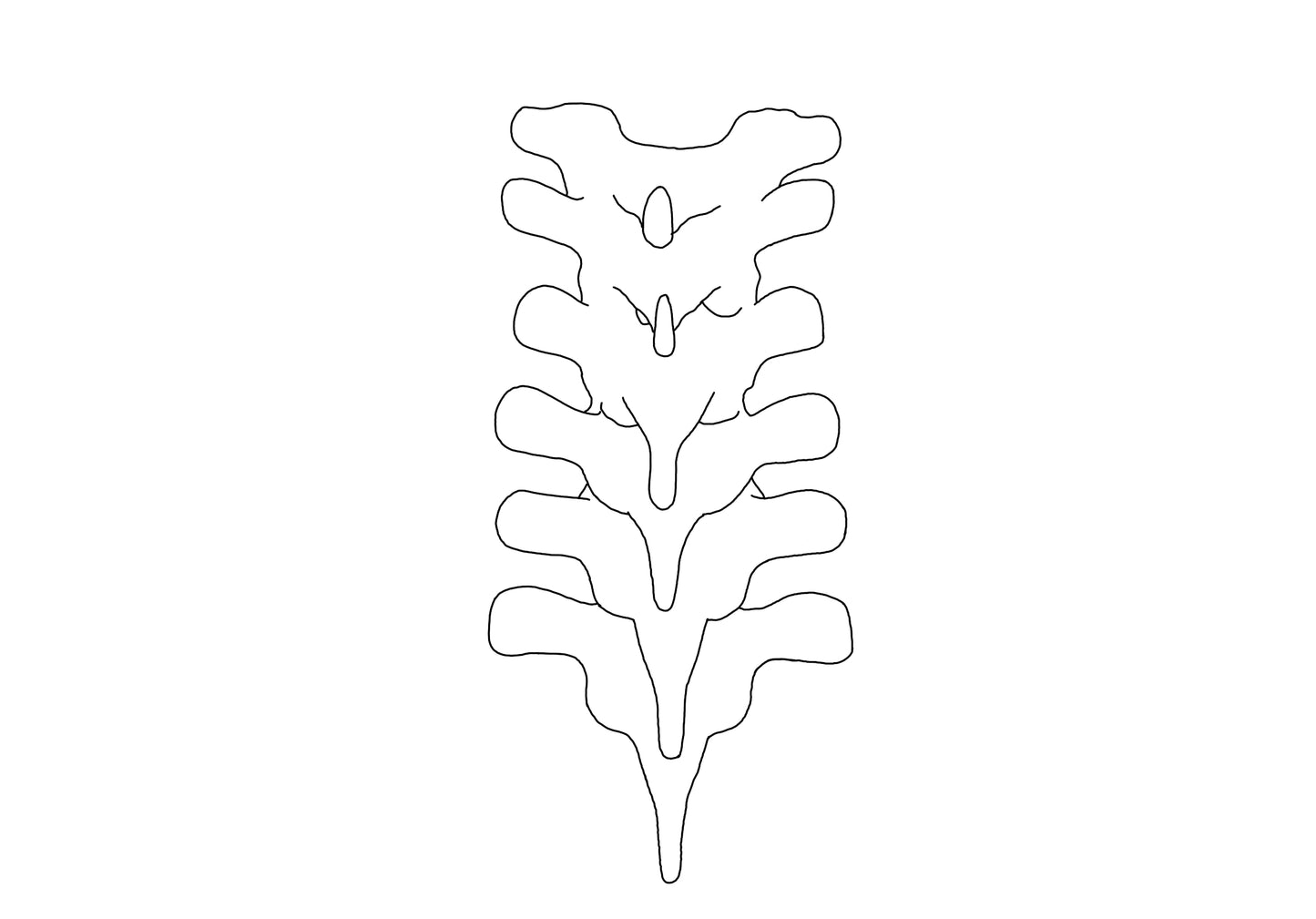 Spine Trio T1-6, T7-12, L1-5 Custom