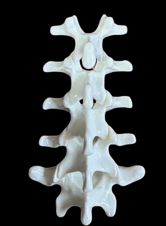 Spine L1-5 Custom