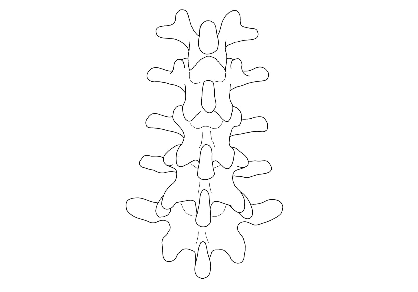 Spine L1-5 Custom