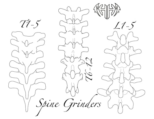 Spine L1-5 Custom